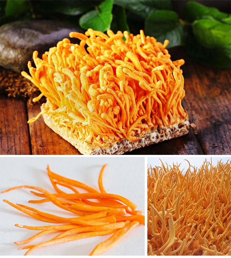 福百佳详情页-美味家宴-虫草花_06.jpg
