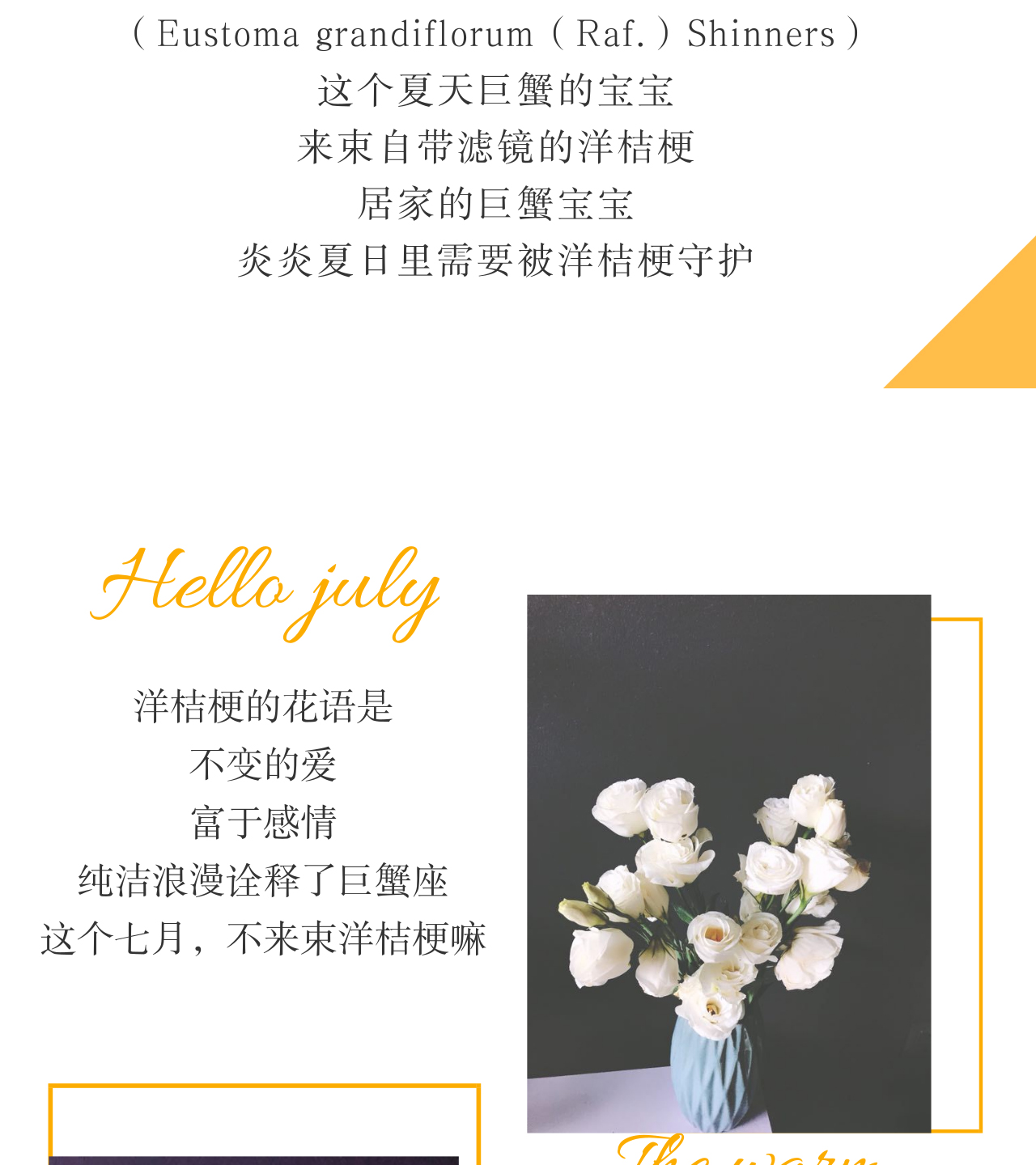 洋桔梗_02.jpg