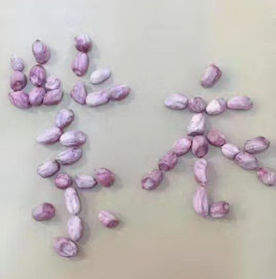 龙岩紫衣湿烤花生 