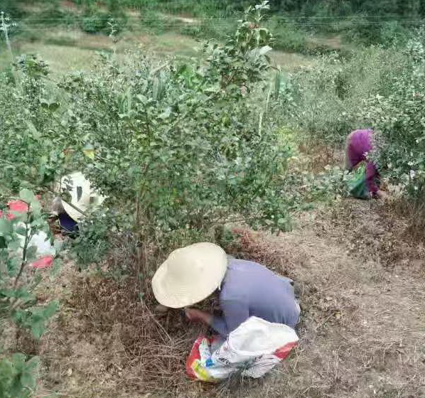 客家纯正山茶油健康食用油