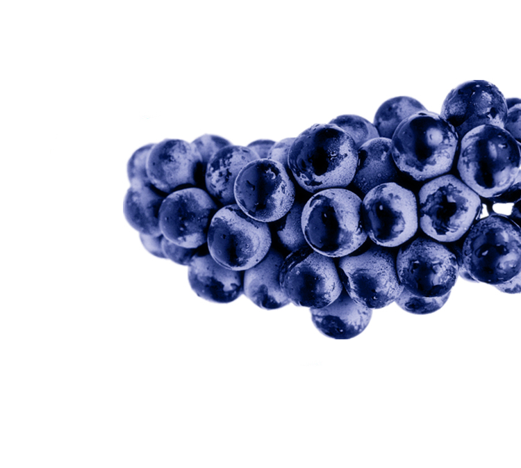 脆甜无籽,果肉饱满,无需吐皮,五大健康水果之一,葡萄中的蓝色妖姬!