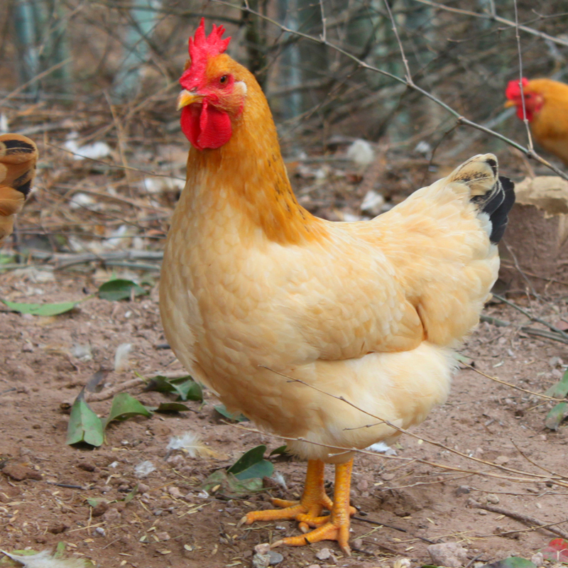 正宗长汀河田鸡农家散养 约2.5斤/只 土鸡