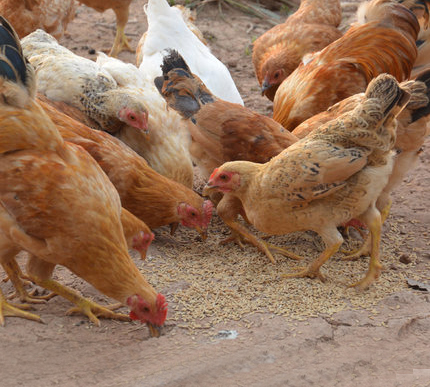 正宗长汀河田鸡农家散养 约2.5斤/只 土鸡